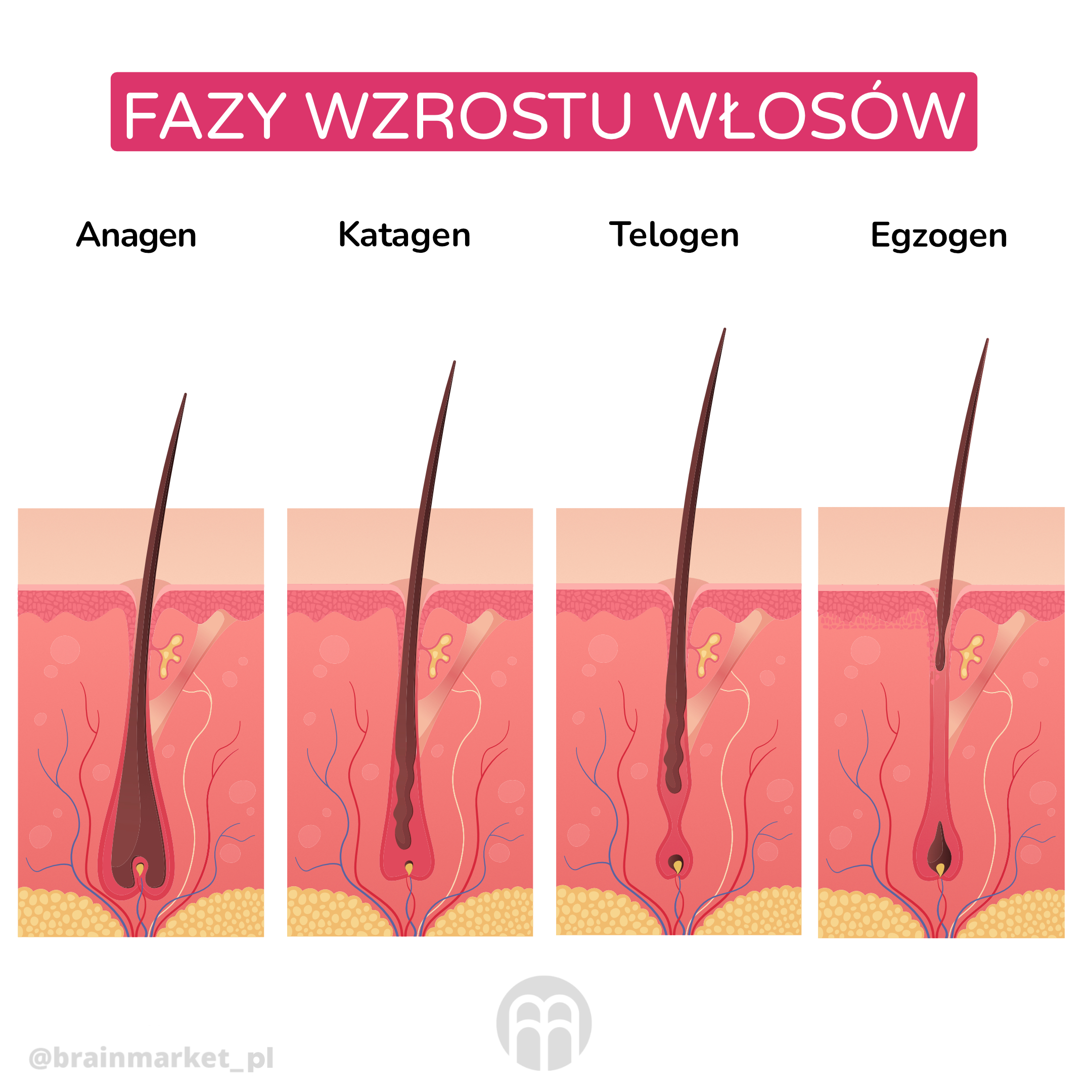 faze rustu vlasu_infografika_pl